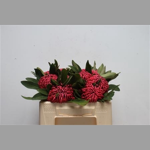 Protea Waratah
