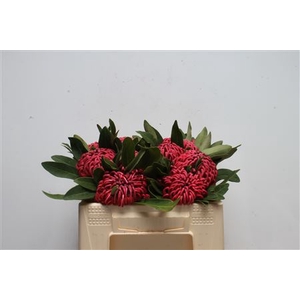 Protea Waratah