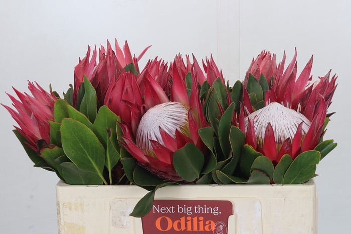 <h4>Protea Cynaroides Madiba</h4>