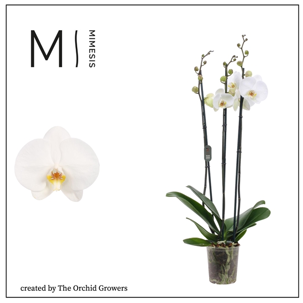 <h4>Mimesis Phal. White bigflower - 3 spike 12cm</h4>