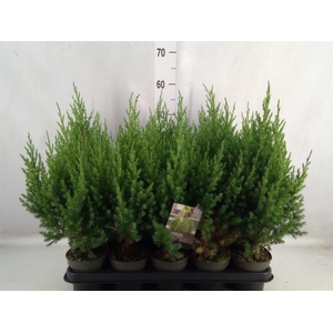 Juniperus chinensis 'Stricta'