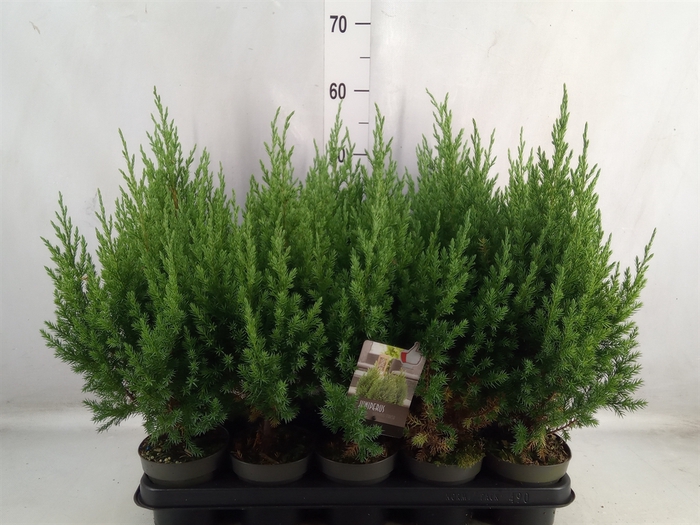 <h4>Juniperus chinensis 'Stricta'</h4>