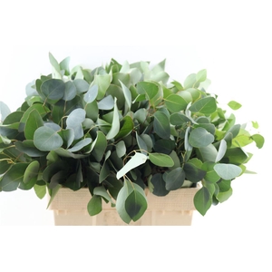 Euca Populus 300gr P Bunch