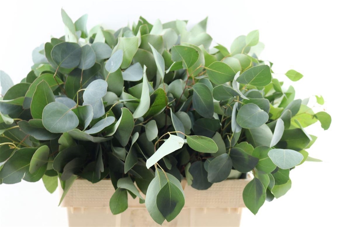 <h4>Euca Populus 300gr P Bunch</h4>