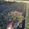 Teucrium fruticans