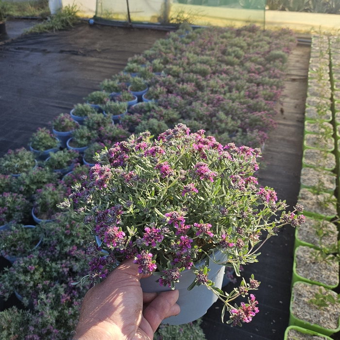 Teucrium fruticans