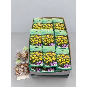 Narcissus   ...flowerbulbs
