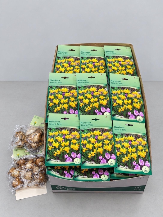 <h4>Narcissus ...flowerbulbs</h4>