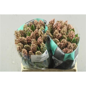 Hyac Johanna (noort)