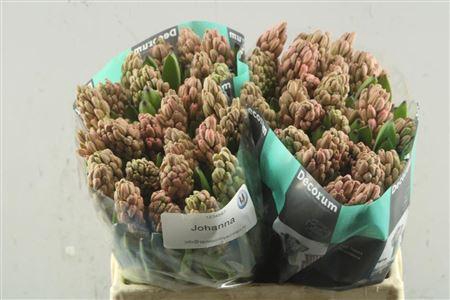 <h4>Hyac Johanna (noort)</h4>