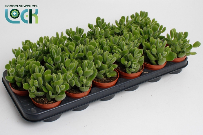 <h4>Cotyledon Ladismithiensis</h4>