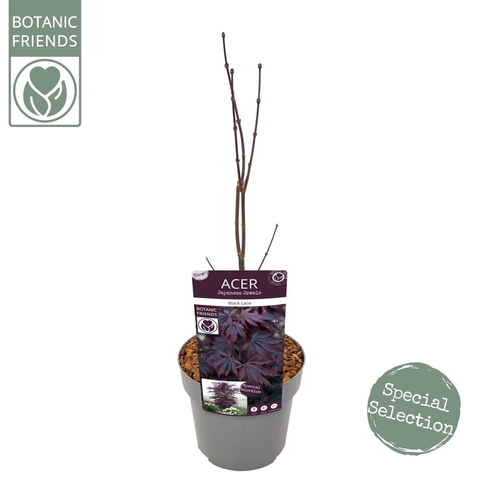 <h4>Acer palm. 'Black Lace' ®</h4>