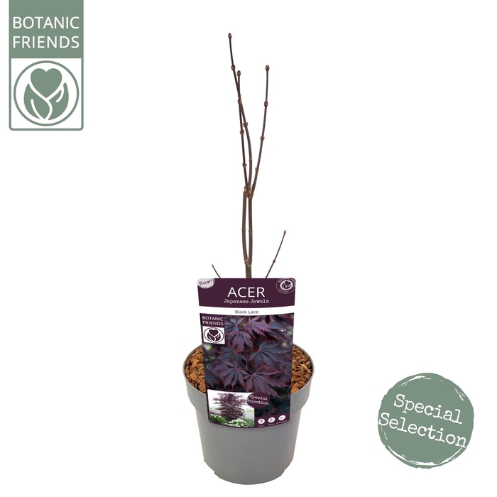 <h4>Acer palm. 'Black Lace' ®</h4>