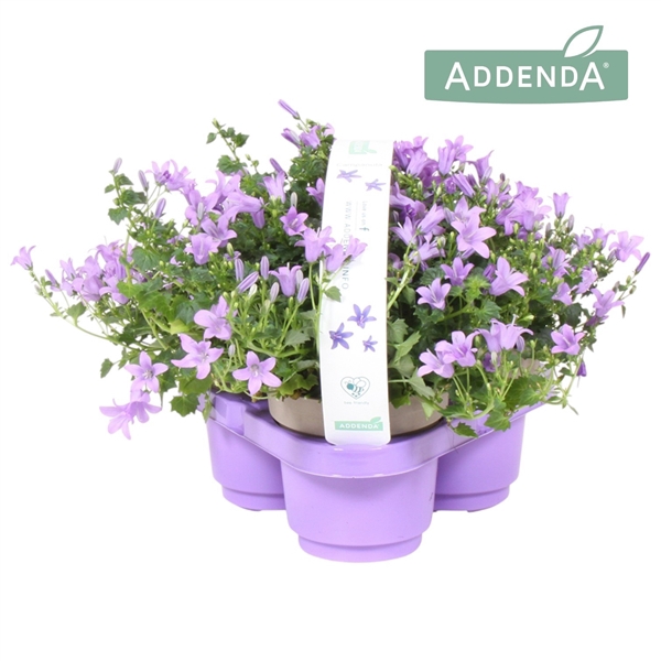 <h4>Campanula Ambella® Lavender 3 Pack</h4>