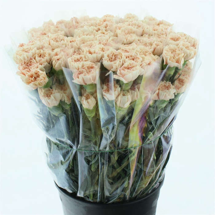 <h4>Di St Apple Tea X 160</h4>