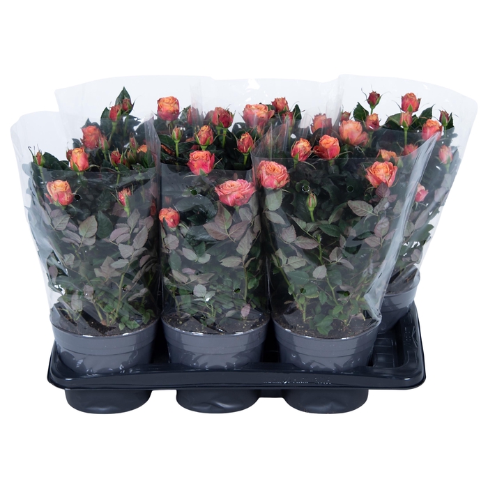 <h4>Nolina Roses Ø 17 cm Orange Blanco hoes</h4>