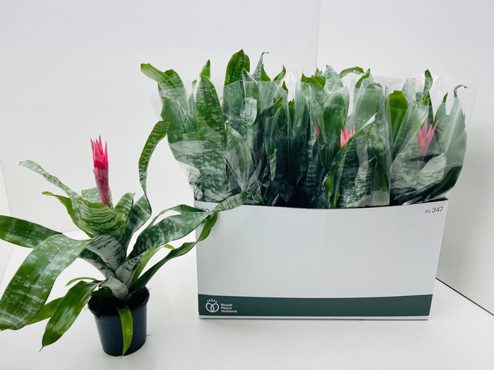 <h4>AECH FAS PRIMERA</h4>