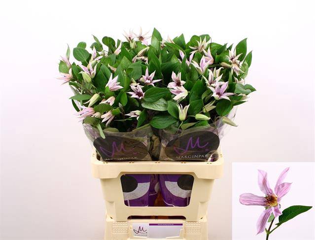 <h4>Clematis amazing miami</h4>