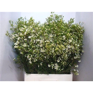 Chame Un Jupite Moon