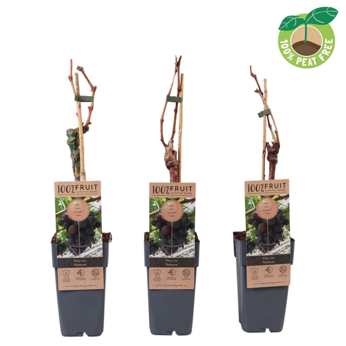 <h4>Vitis vinifera</h4>