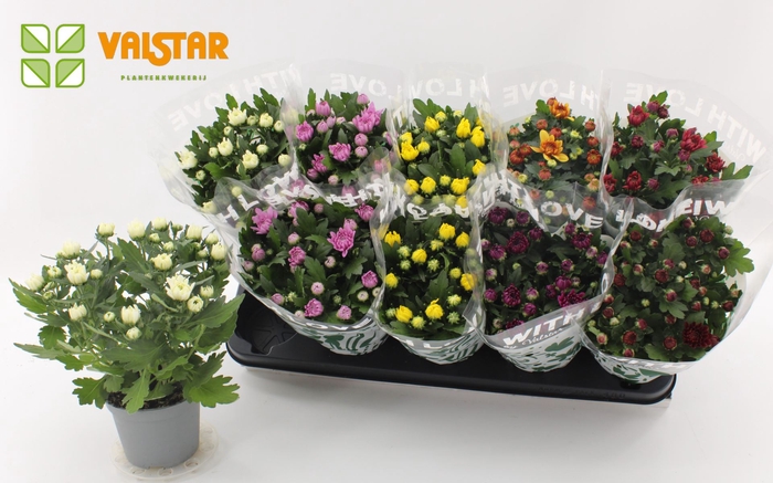 Chrysanthemum Indicum