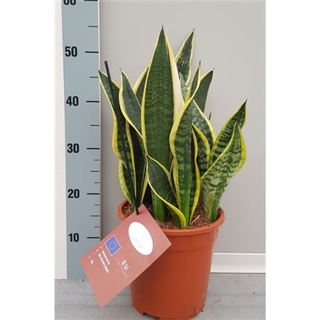 <h4>Sanseveria Laurentii 21cm</h4>