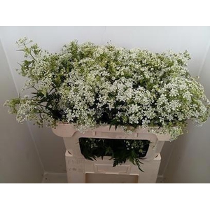 SNIJBLOEMEN OV