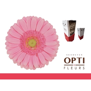 Gerbera Glossy Aquabox