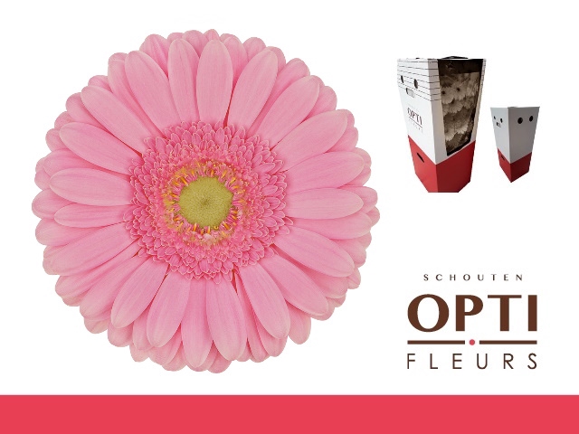 <h4>Gerbera Glossy Aquabox</h4>