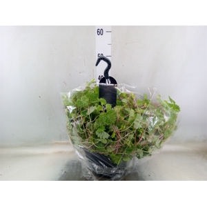 Glechoma hederacea 'Variegata'