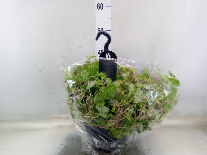 <h4>Glechoma hederacea 'Variegata'</h4>