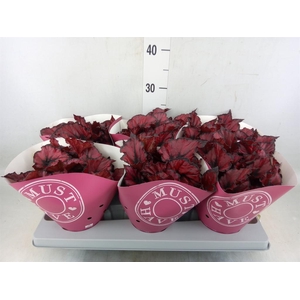 Begonia BD 'Caribbean Night'