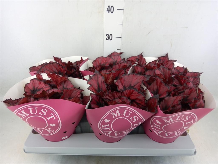 <h4>Begonia BD 'Caribbean Night'</h4>