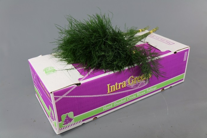 <h4>TREEFERN  XL CR</h4>