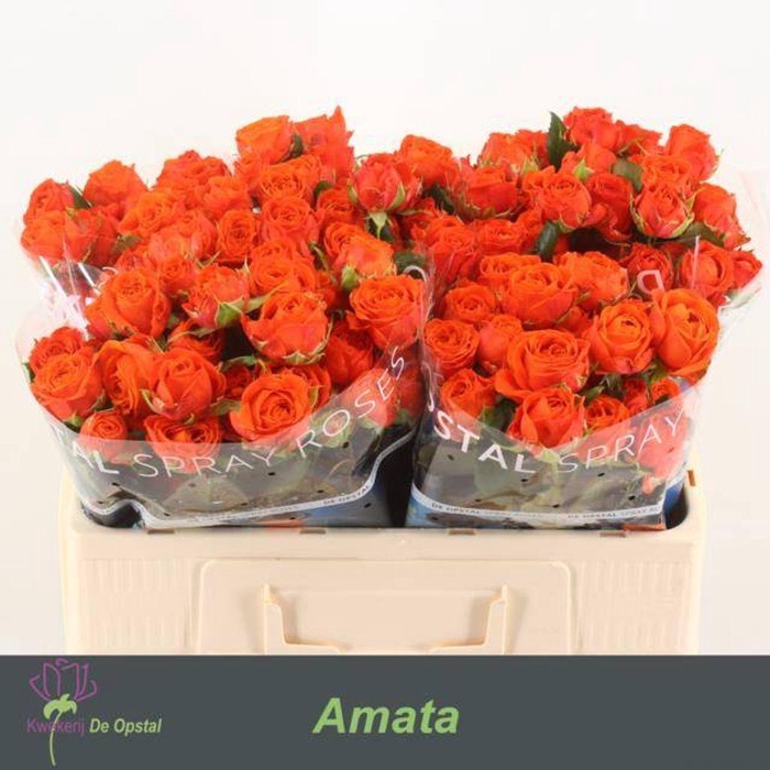 <h4>Rosa spray amata</h4>