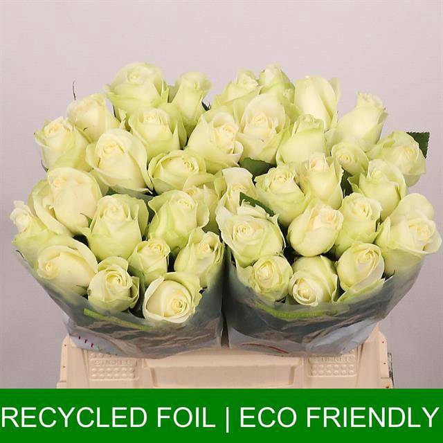 <h4>Rosa large snowstorm+</h4>