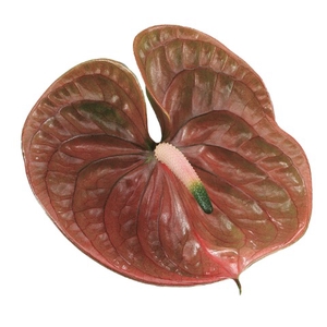 Anthurium Cognac