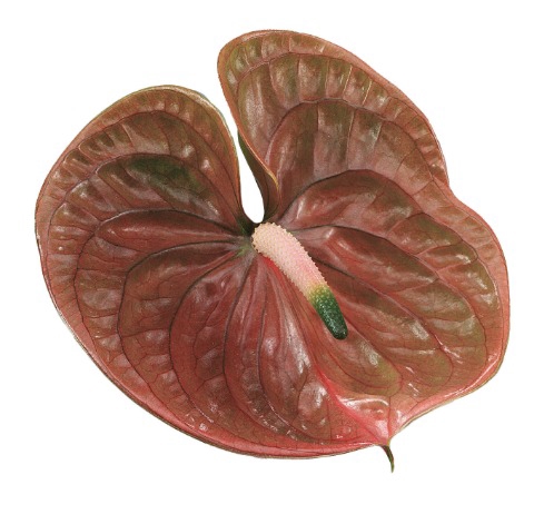 <h4>Anthurium Cognac</h4>