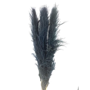 Dried Cortaderia Lao Grass Bleached Black P Stem