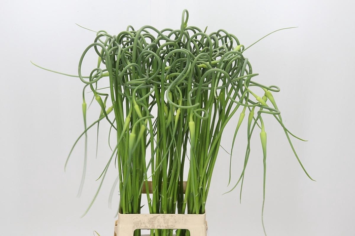 <h4>Allium Sativum Ophioscorodon</h4>