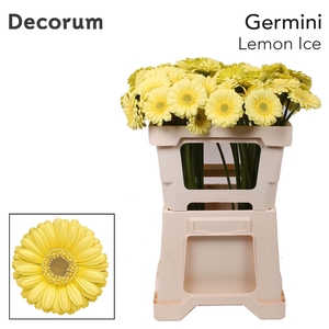 Germini Lemon Ice Water x60