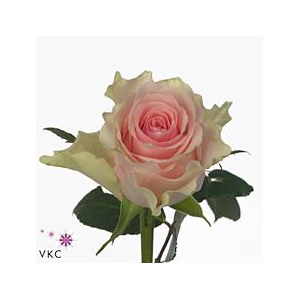 Rosa large top gear