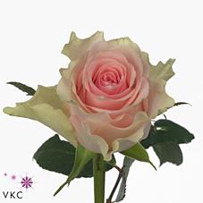 <h4>Rosa large top gear</h4>