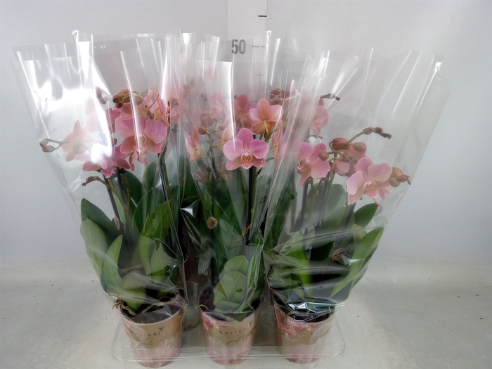 <h4>Phalaenopsis multi. 'Ant Treviso'</h4>