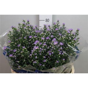 Aster univ. 'Cassandra'