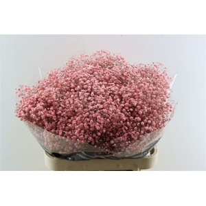 Gyps Grof Pink (dip)