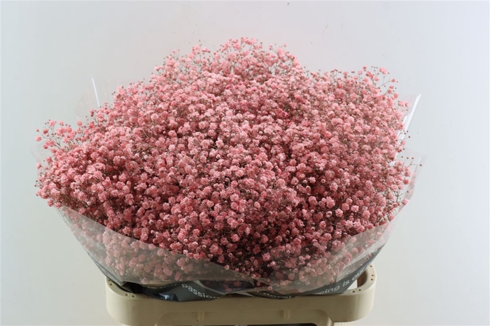 <h4>Gyps Grof Pink (dip)</h4>