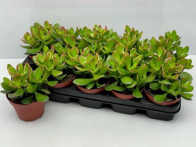 Crassula ovata Sunset 12Ø 18cm