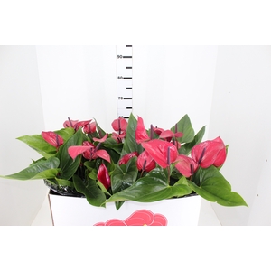 ANTHURIUM ANOUK P19