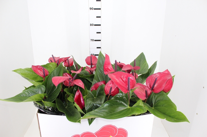 ANTHURIUM ANOUK P19